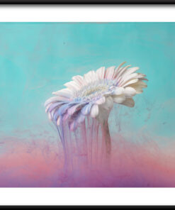 Bílá gerbera plakát