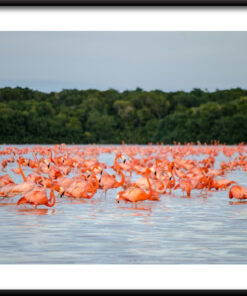 Plakát Moře červeného