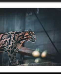 Plakát divokého kocoura