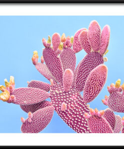 Plakát růžový kaktus