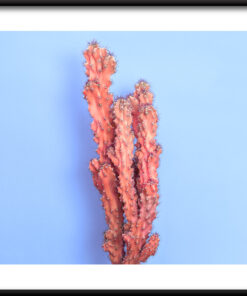 Plakát vznášející se kaktus