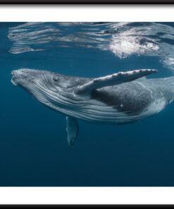 Plakát mořských zvířat 2