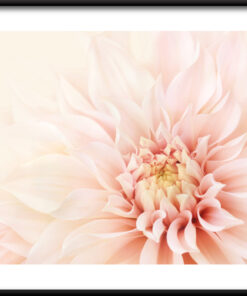 Plakát krásy Dahlia