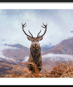 Plakát o kráse zvířat