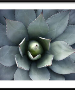 Agáve květinový plakát