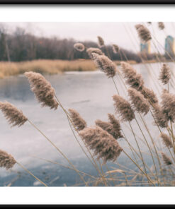 Plakát divoké trávy