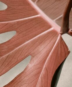 Fototapeta Red Monstera