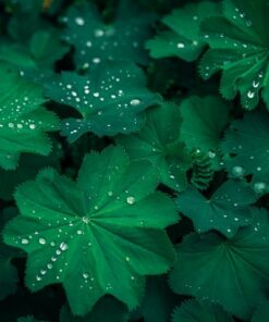 Fototapeta Morning Drops