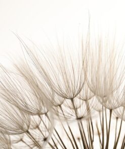 Fototapeta Plant Delicacy