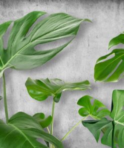 Fototapeta Monstera leaves 5