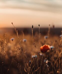 Fototapeta Poppies on the West