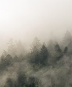 Fototapeta The Forest Behind the Fog 2