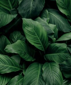 Fototapeta Listová kompozice 2