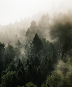 Fototapeta Les s mlhou