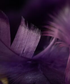 Fototapety na zeď z fialového peří