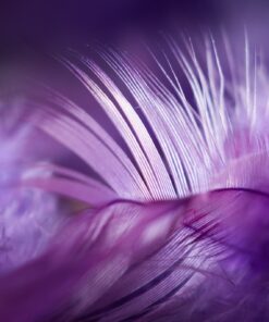 Fototapeta pírko ve fialové barvě