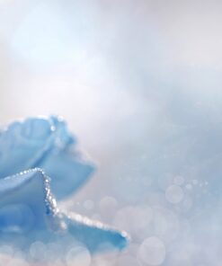 Fototapeta Modrá růže 2