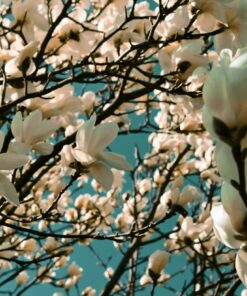 Fototapeta White Magnolia