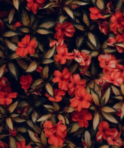 Fototapeta Little Red