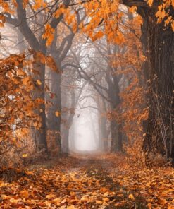 Fototapeta Stromová alej