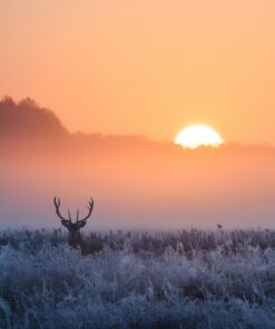 Fototapeta Zimní ráno