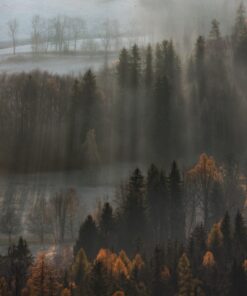 Fototapeta Delicate Fog