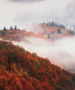 Fototapeta Migrace mlhy