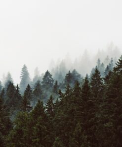 Fototapeta Mizející stromy