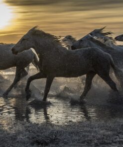 Fototapeta Koně na pláži