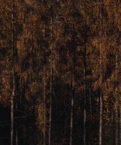 Fototapeta Modřínový les