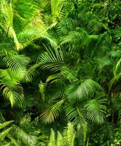 Fototapeta Juicy green