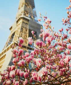 Fototapeta Paris Magnolia
