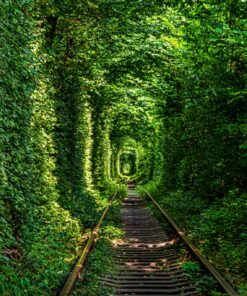 Fototapeta Forest Tunnel