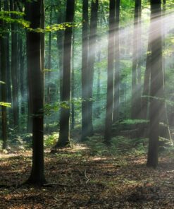 Fototapeta Slunce v lese 3