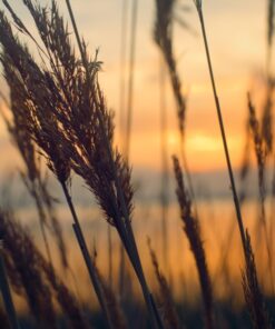 Fototapeta Grass at Dusk