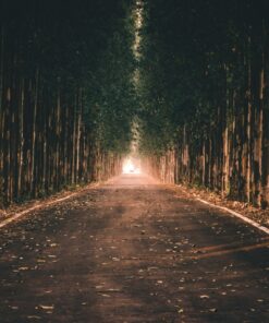 Fototapeta Tree Shelter