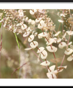 Bílé květy plakát