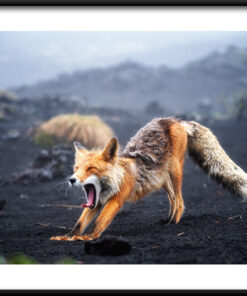 Plakát Zívání Fox