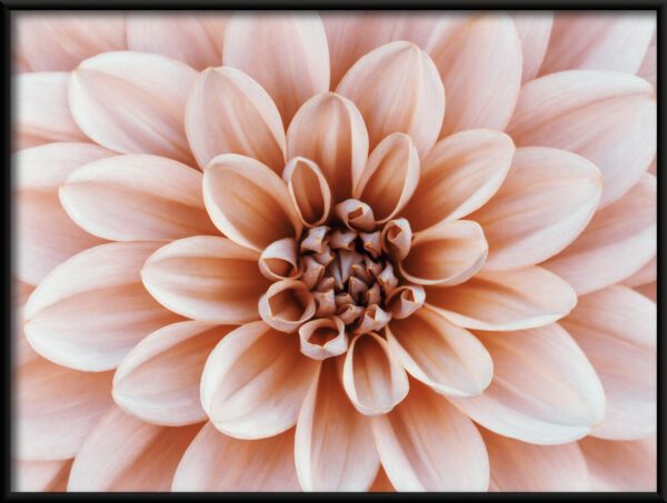 Plakát Coral Dahlia - Image 2