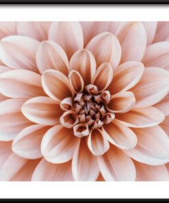 Plakát Coral Dahlia