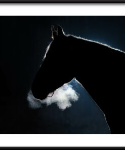 Tmavý kůň plakát
