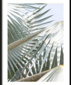 Plakát Palm Tree