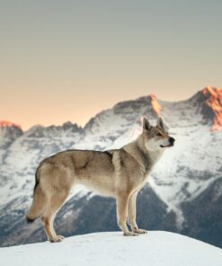 Fototapeta Lonely Wolf