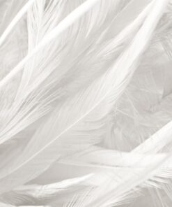 Fototapeta Soft Feathers