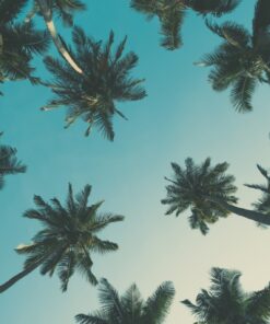 Fototapeta Palm Sky