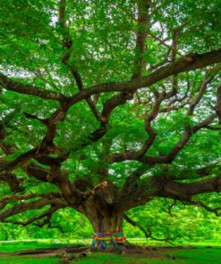 Fototapeta Velký strom 4