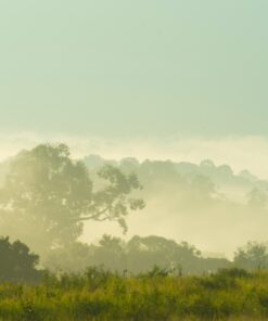 Fototapeta Tropický prales 3