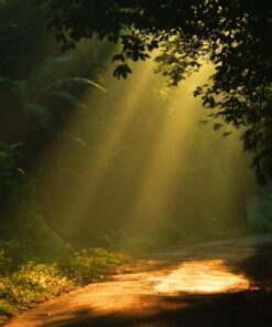 Fototapeta Morning Rays