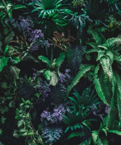 Fototapeta Fialová v zelené barvě