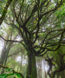 Fototapeta Spleť větví
